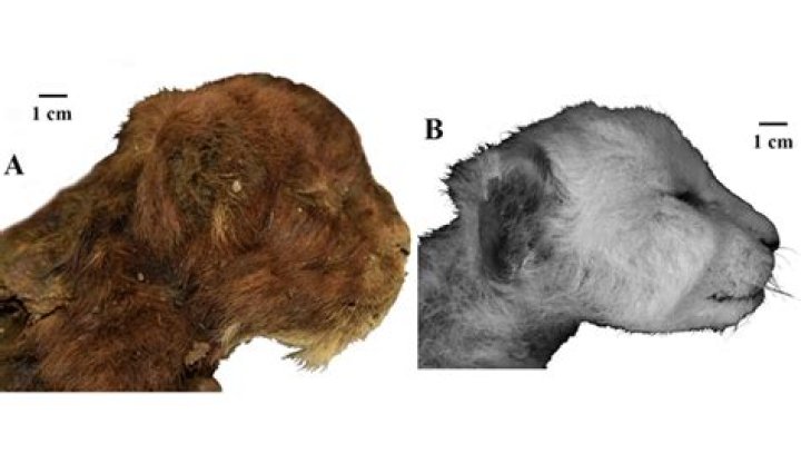 Giant 40,000-Year-Old Head Of Ancient Wolf Found In Siberian Permafrost