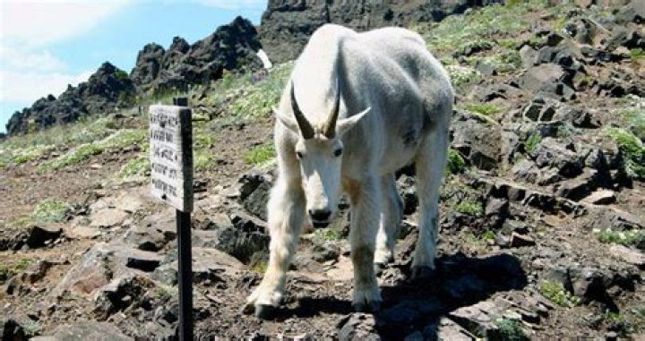 Goats Addicted To Human Urine At National Park Forcibly Relocated