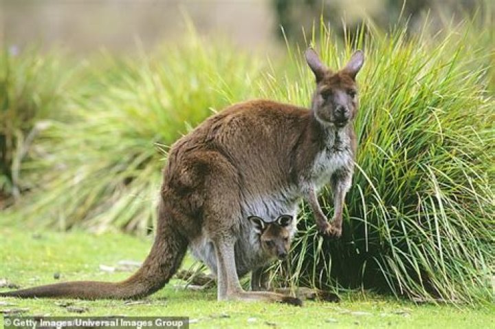 Has anyone died from a kangaroo?