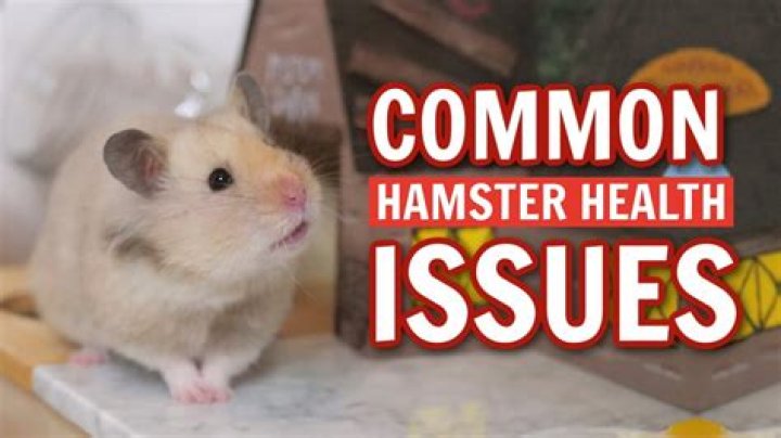 Has my hamster get fleas?