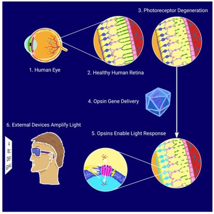 Has optogenetics been used in humans?