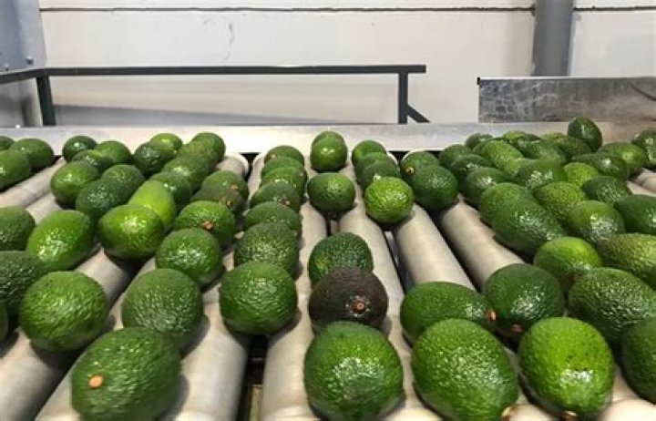 How are avocados processed?