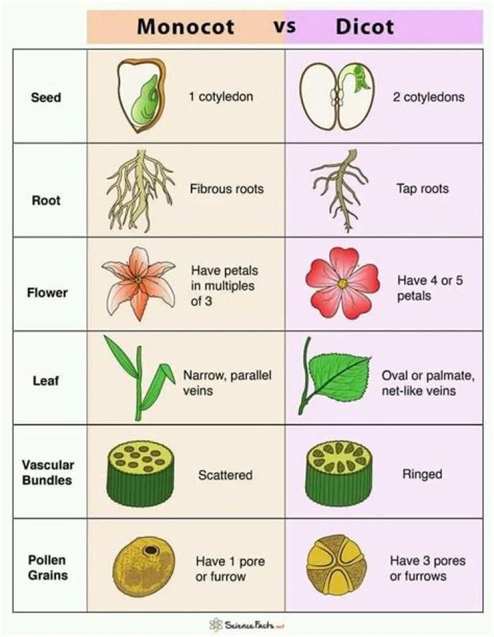 How are dicots pollinated?