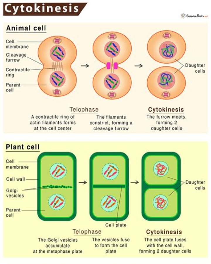 How are telophase and cytokinesis similar?