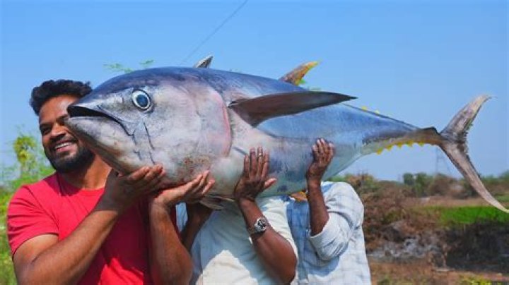 How big are blue fish?