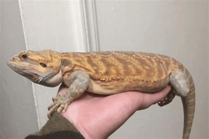 How big do bearded dragons get?