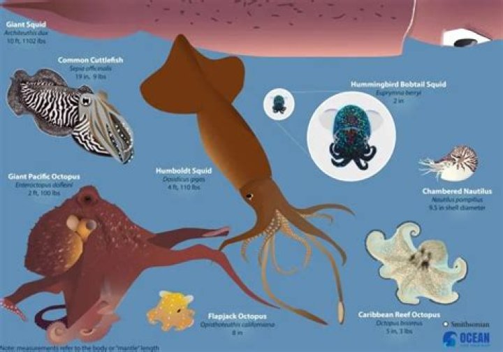 How cephalopods are formed?