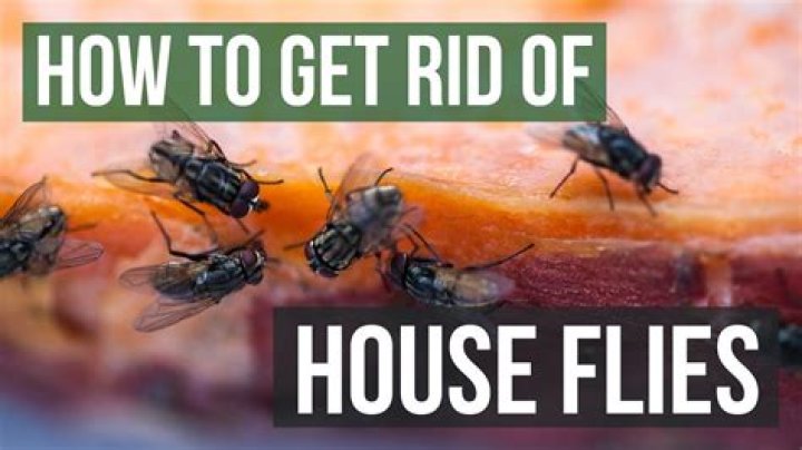 How do I get rid of big black flies in my house?