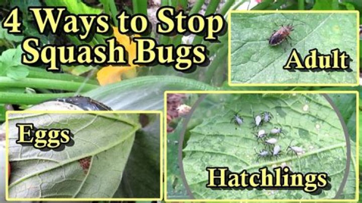 How do I get rid of squash bugs eggs?