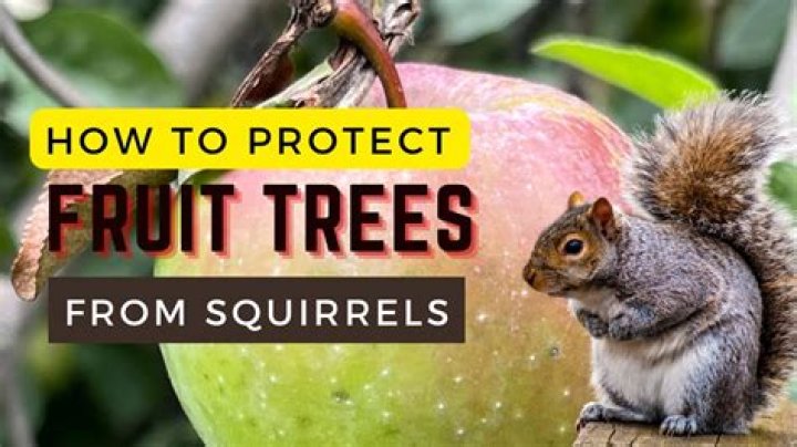 How do I protect my fruit trees from rodents?