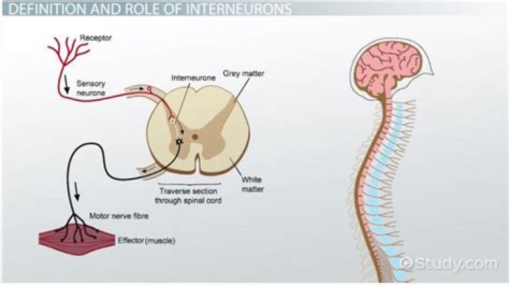 How do interneurons do?