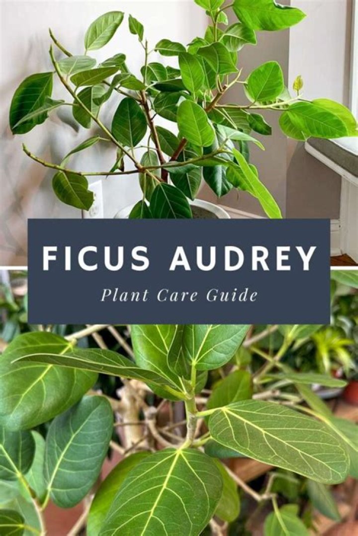 How do you care for Audrey Ficus?