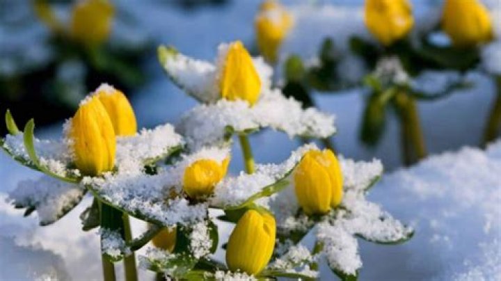 How do you cover flowers in cold weather?