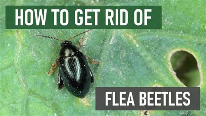 How do you get rid of a beetle infestation?