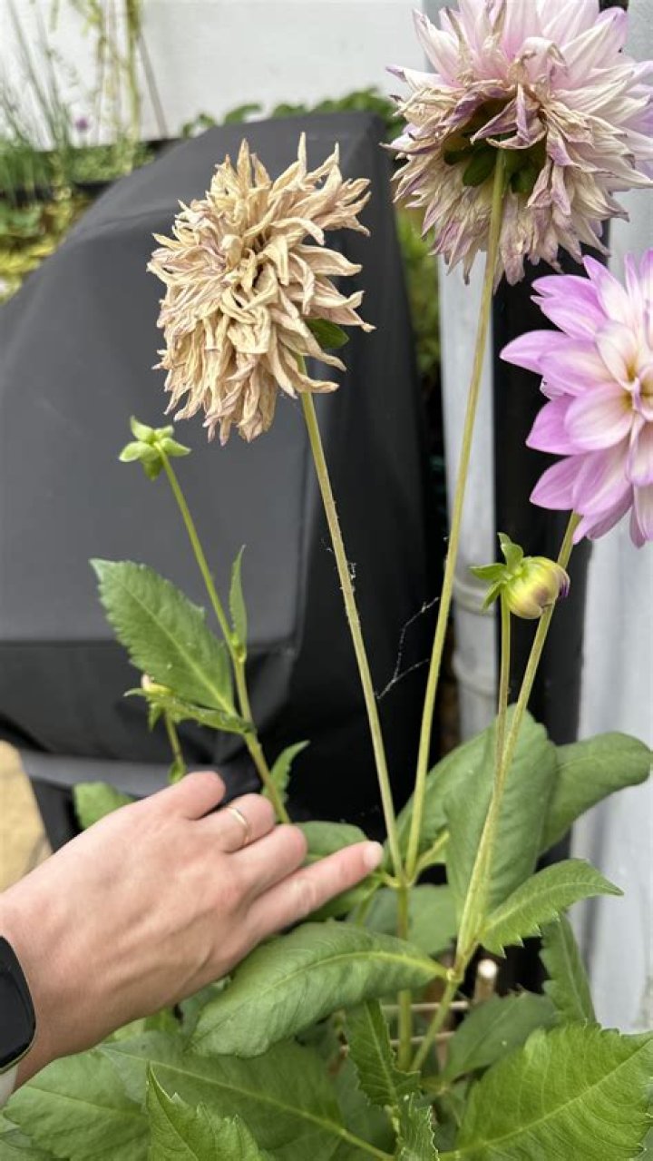 How do you keep dahlias blooming all summer?