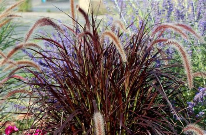 How do you prepare purple fountain grass for winter?