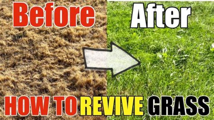 How do you revive a fertilized lawn?
