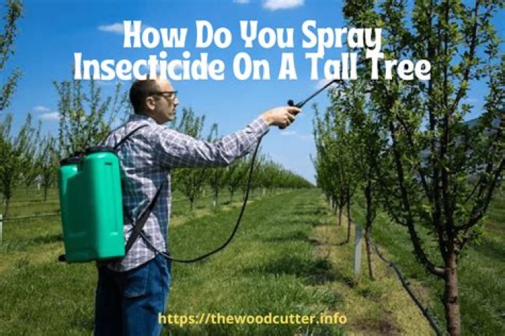 How do you spray insecticide on a tall tree?