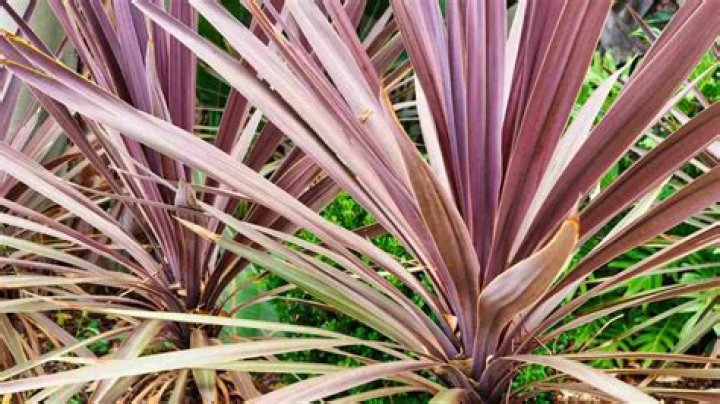 How do you take care of a pink electric Cordyline?