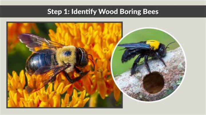 How do you trap wood boring bees?