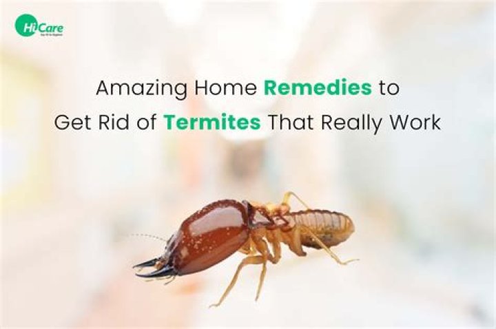 How do you treat indoor termites?