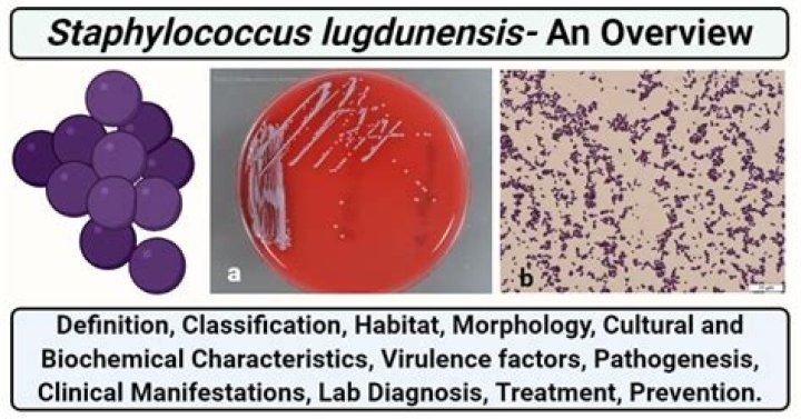 How do you treat staphylococcus Lugdunensis?