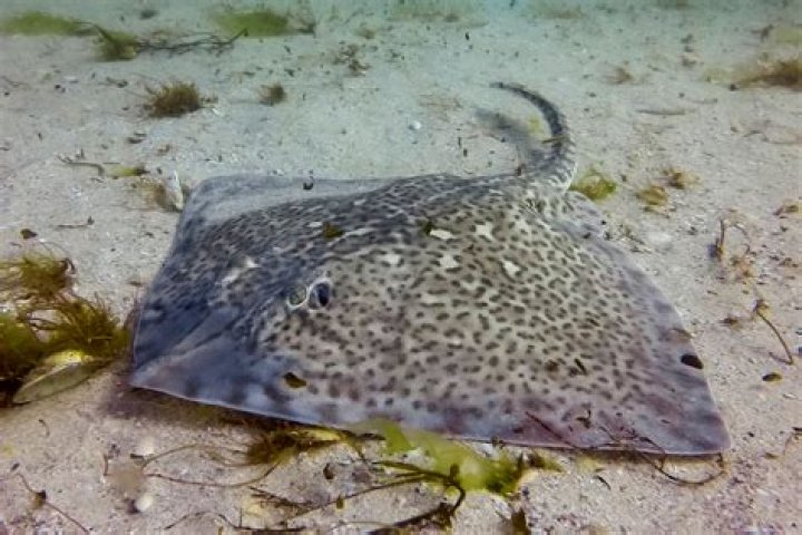 How does the thornback ray reproduce?