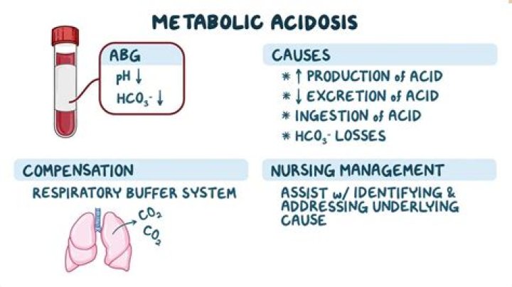 How does water act as a medium for metabolic processes?