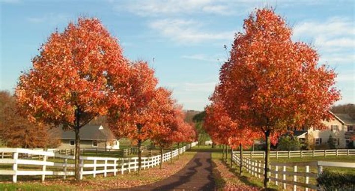How fast do celebration maples grow?