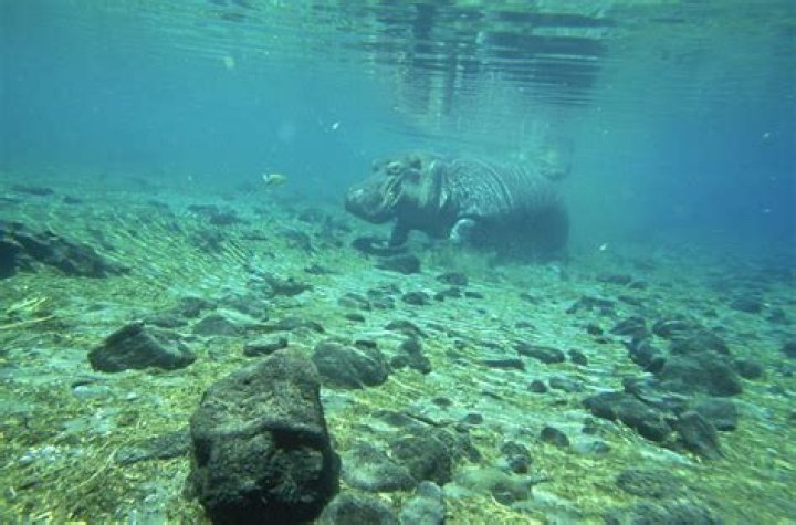How hippo breath underwater?