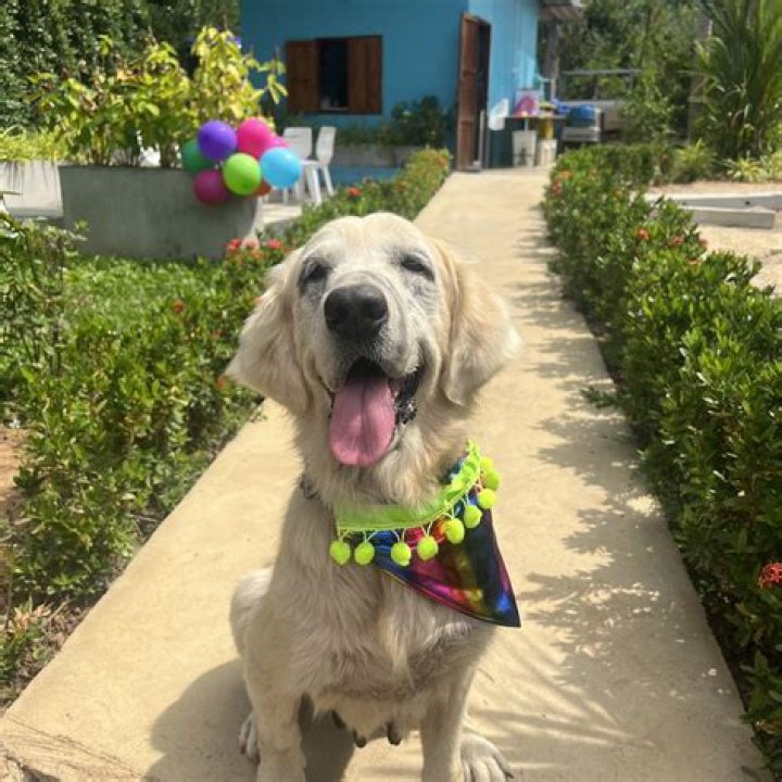 How is harbison made?