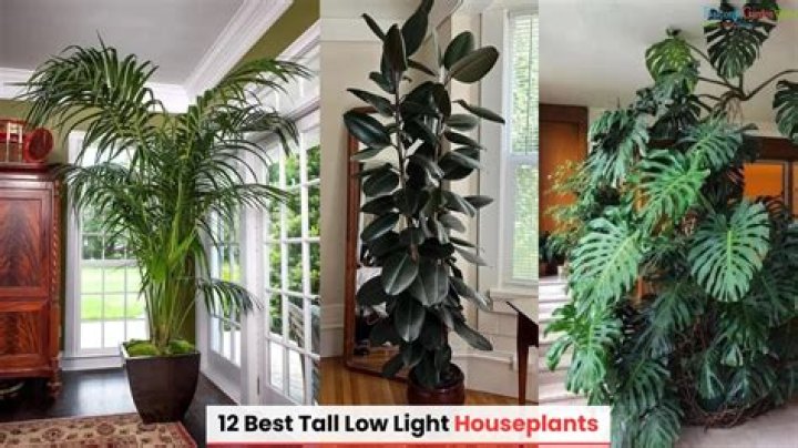 How long can houseplants live?