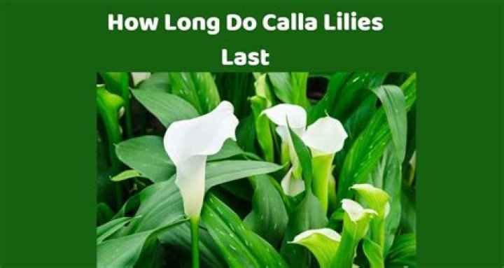 How long do calla lilies last?