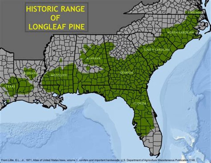 How long do longleaf pines live?