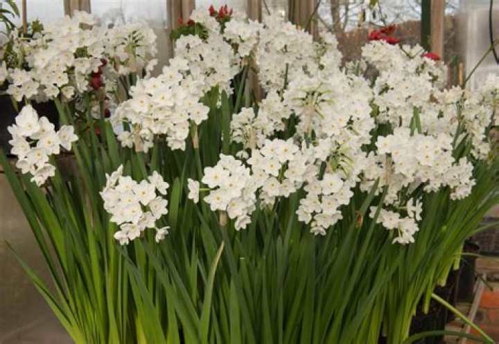 How long do Paperwhites bloom?
