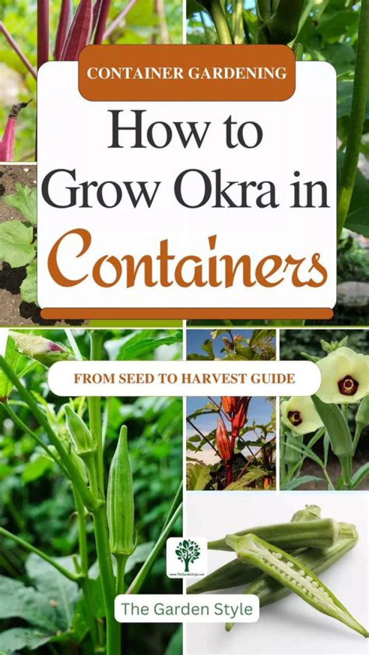 How long does it take to grow okra from seed?