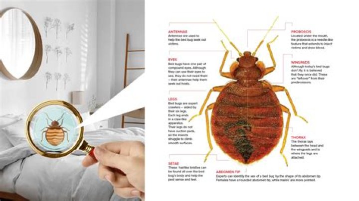 How long does it take to kill bed bugs with high heat?