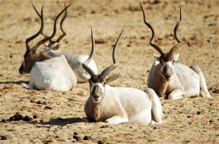 How many addax are left in the world?