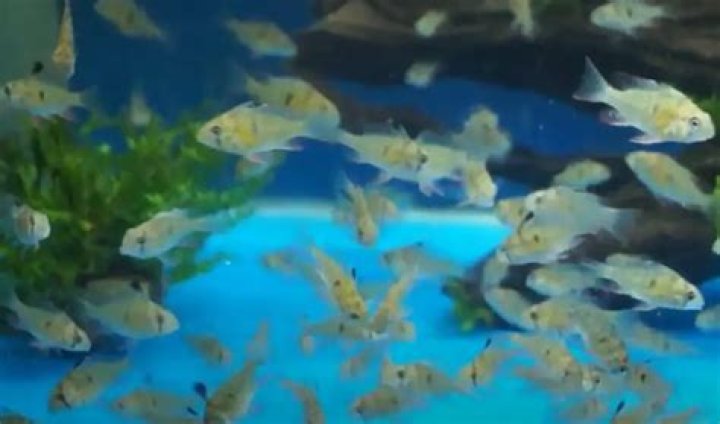 How many bolivian rams together?