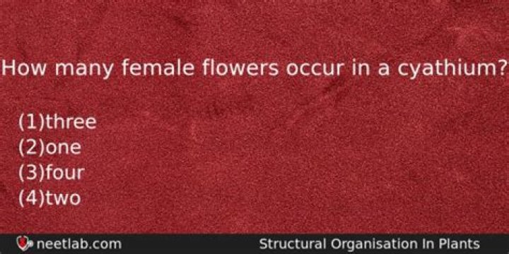 How many female flowers occur in a cyathium?
