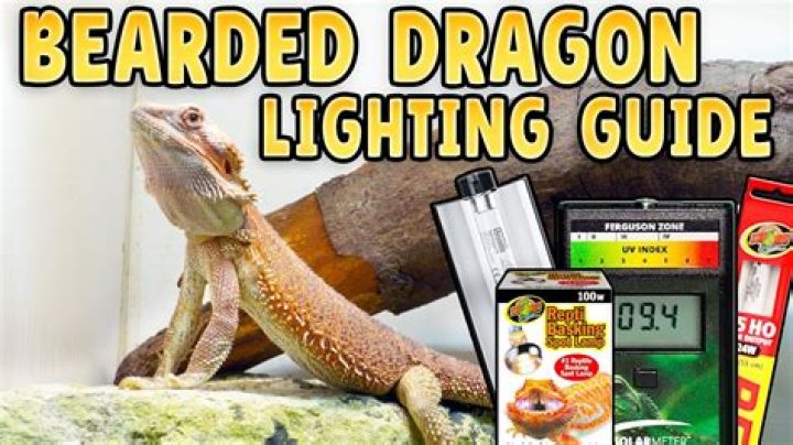 How many hours light bearded dragon?