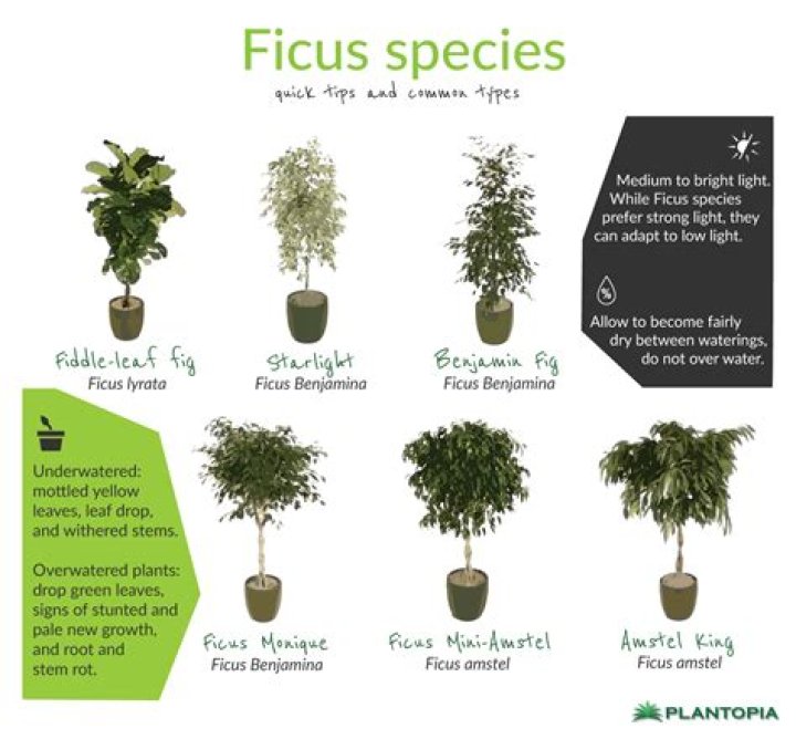 How many types of ficus trees are there?