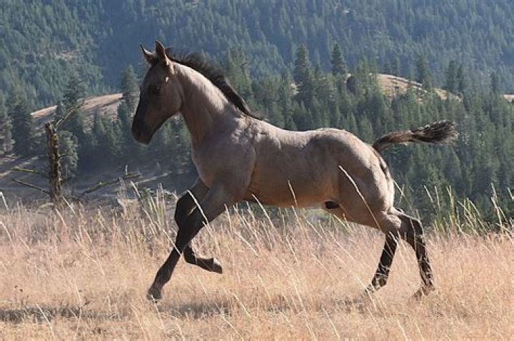 How much are broodmares worth?