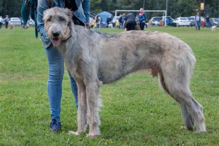 How much are irish wolfhounds?