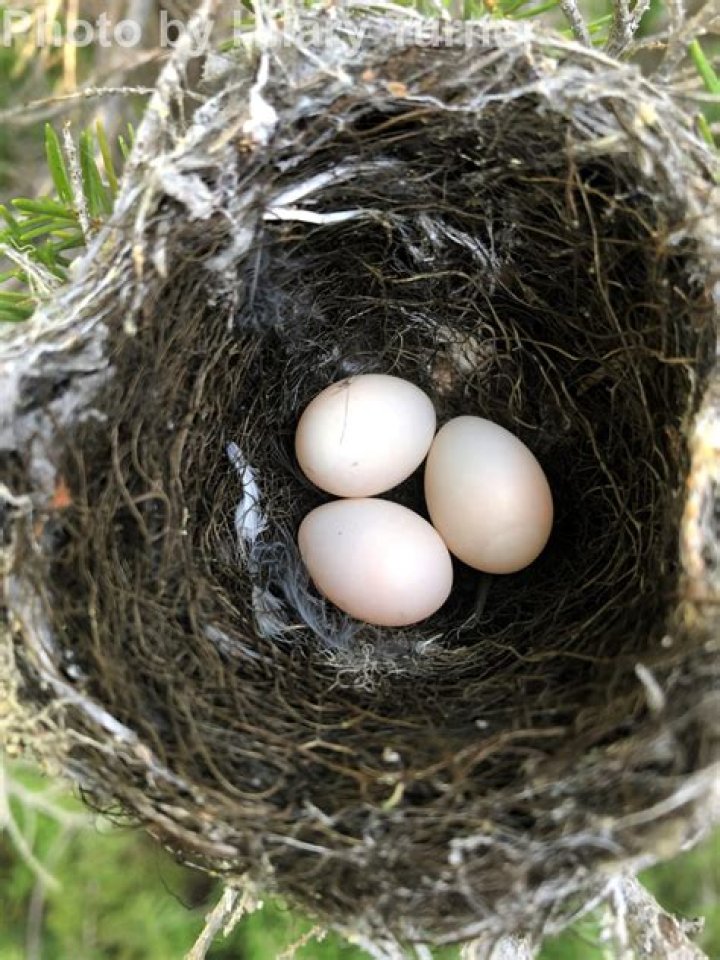How often do flycatchers lay eggs?