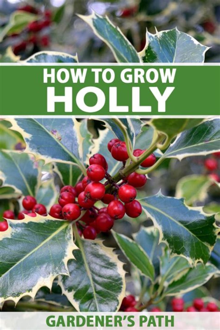 How quickly does holly grow?