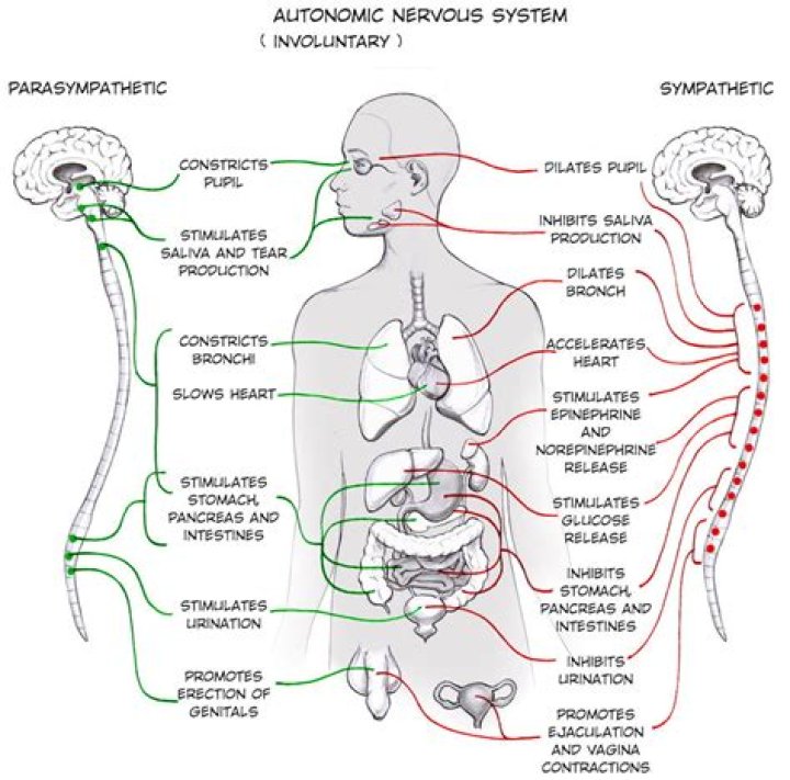 How sympathetic nervous system increase blood pressure?