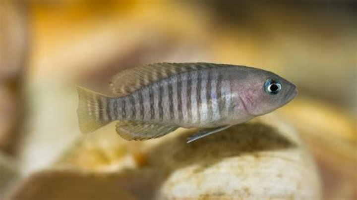 How to breed neolamprologus multifasciatus?