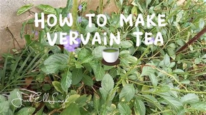 How to drink vervain?