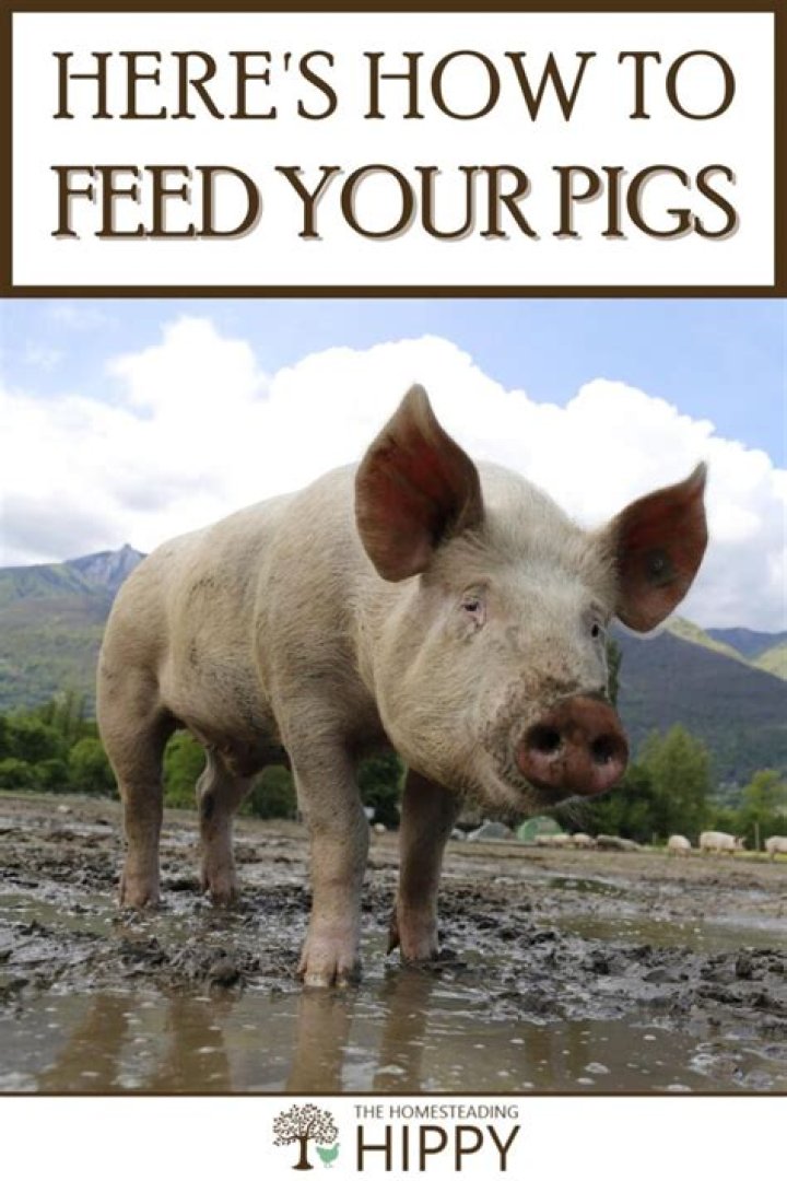 How to feed linders pig feed?